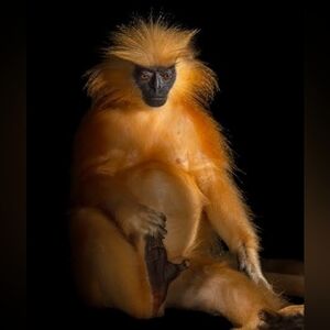 Meet your Posher, Dustan